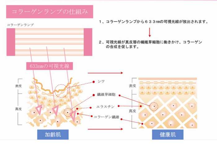 コラーゲンランプのしくみ